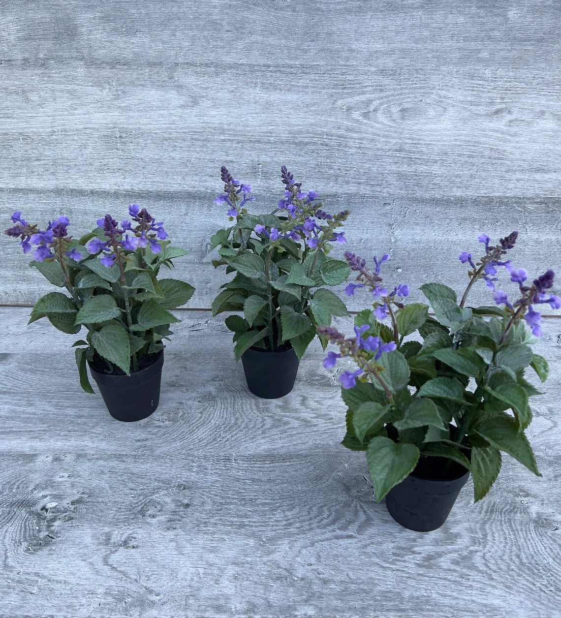 3 pots of artificial lavender/nepeta with rectangular wicker basket